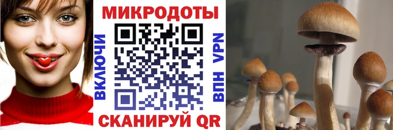 Псилоцибиновые грибы Psilocybine cubensis  Болотное 